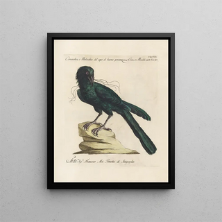 Saverio Manetti - Ornithologia methodice digesta Pl145.webp