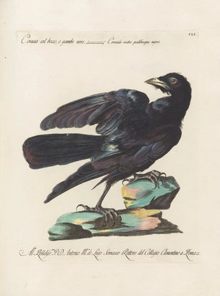 Saverio Manetti - Ornithologia methodice digesta Pl148.webp