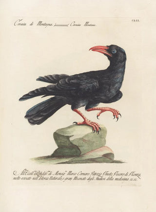 Saverio Manetti - Ornithologia methodice digesta Pl149.webp