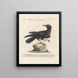Saverio Manetti - Ornithologia methodice digesta Pl149.webp