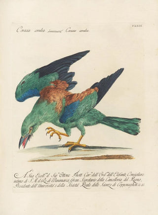 Saverio Manetti - Ornithologia methodice digesta Pl150.webp