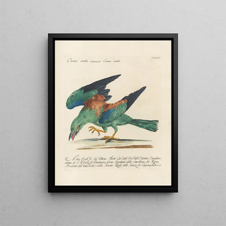 Saverio Manetti - Ornithologia methodice digesta Pl150.webp