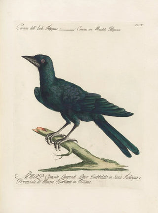 Saverio Manetti - Ornithologia methodice digesta Pl151.webp