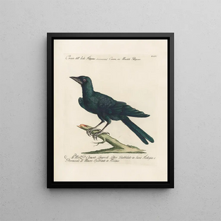 Saverio Manetti - Ornithologia methodice digesta Pl151.webp