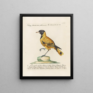 Saverio Manetti - Ornithologia methodice digesta Pl153.webp