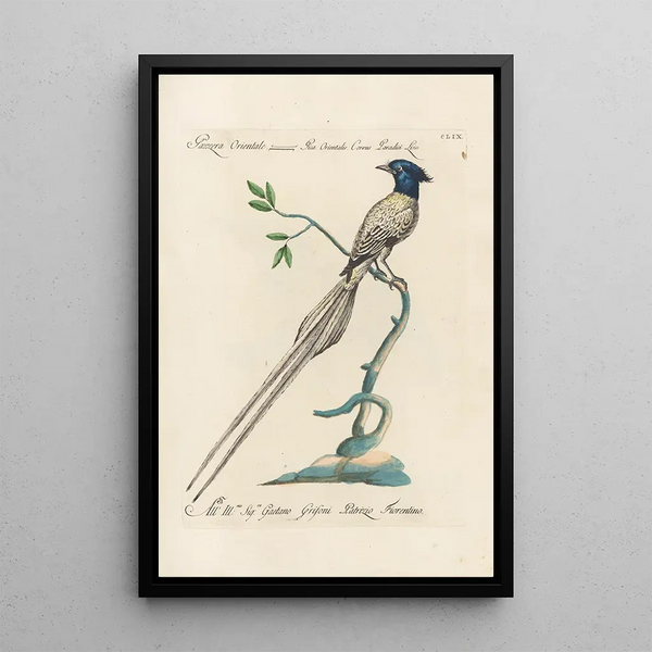 Ornithologia methodice digesta Pl154 - Saverio Manetti — cuadro enmarcado en la pared
