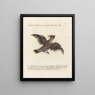 Saverio Manetti - Ornithologia methodice digesta Pl155.webp