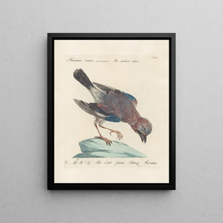 Saverio Manetti - Ornithologia methodice digesta Pl156.webp