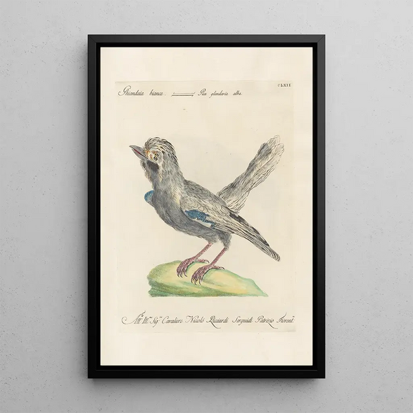 Ornithologia methodice digesta Pl157 - Saverio Manetti — cuadro enmarcado en la pared