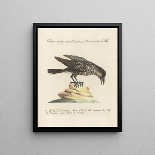 Saverio Manetti - Ornithologia methodice digesta Pl158.webp