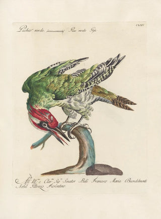 Saverio Manetti - Ornithologia methodice digesta Pl160.webp