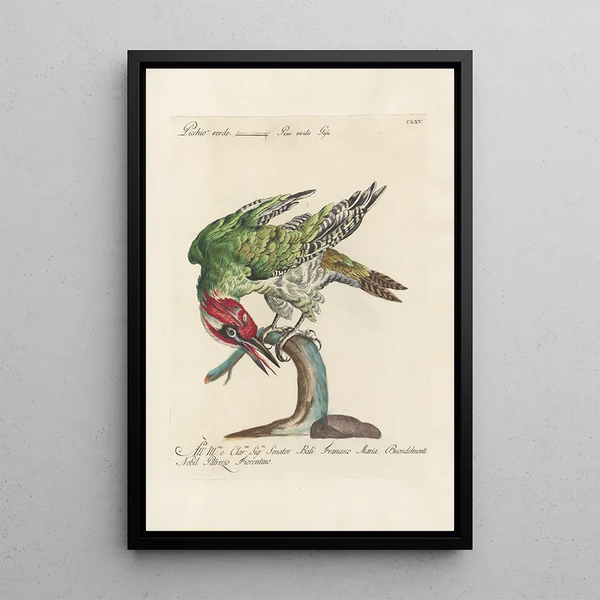 Ornithologia methodice digesta Pl160 - Saverio Manetti — cuadro enmarcado en la pared