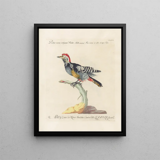 Saverio Manetti - Ornithologia methodice digesta Pl161.webp