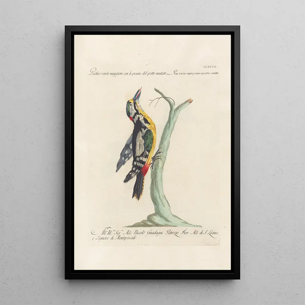 Ornithologia methodice digesta Pl163 - Saverio Manetti — cuadro enmarcado en la pared