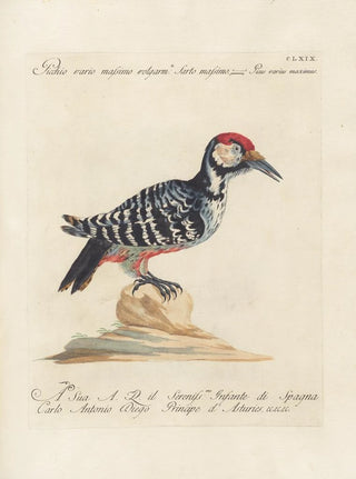 Saverio Manetti - Ornithologia methodice digesta Pl164.webp