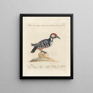 Saverio Manetti - Ornithologia methodice digesta Pl164.webp