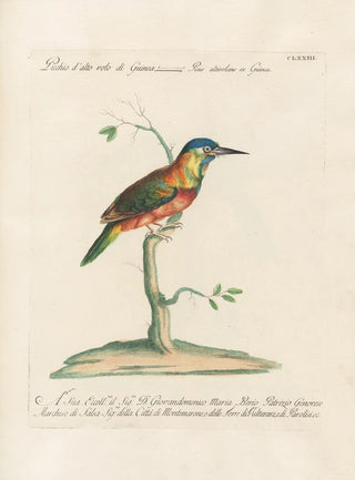 Saverio Manetti - Ornithologia methodice digesta Pl166.webp