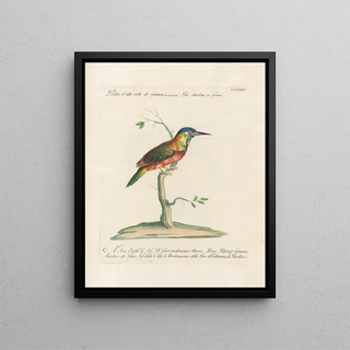 Saverio Manetti - Ornithologia methodice digesta Pl166.webp