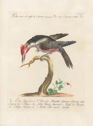 Saverio Manetti - Ornithologia methodice digesta Pl167.webp