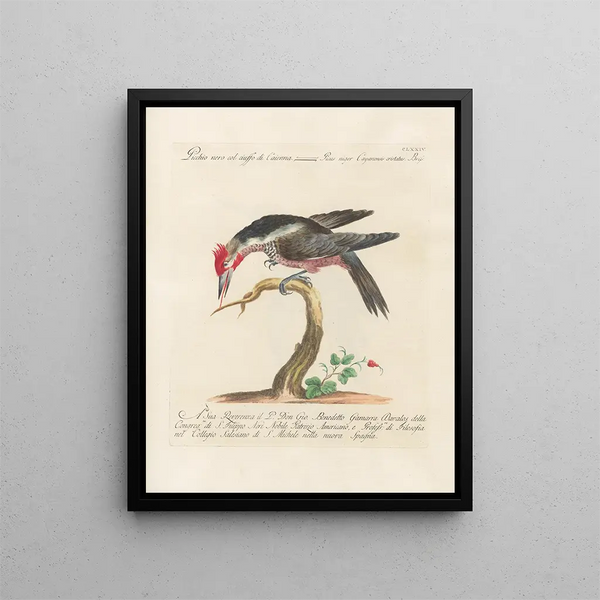 Saverio Manetti - Ornithologia methodice digesta Pl167.webp