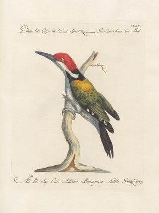 Saverio Manetti - Ornithologia methodice digesta Pl168.webp