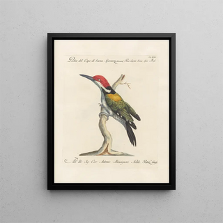 Saverio Manetti - Ornithologia methodice digesta Pl168.webp