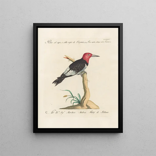 Saverio Manetti - Ornithologia methodice digesta Pl169.webp