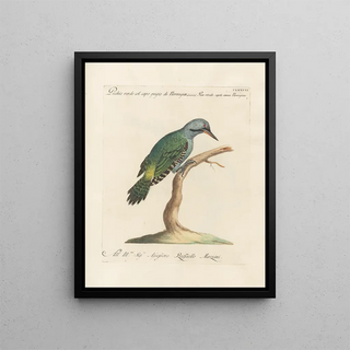 Saverio Manetti - Ornithologia methodice digesta Pl170.webp