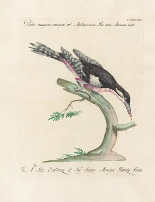 Saverio Manetti - Ornithologia methodice digesta Pl171.webp