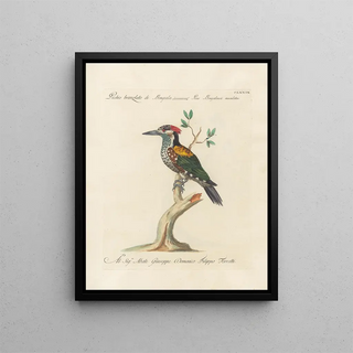 Saverio Manetti - Ornithologia methodice digesta Pl172.webp