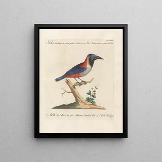 Saverio Manetti - Ornithologia methodice digesta Pl174.webp