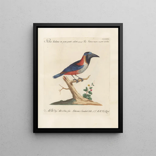 L'ornithologie a méthodiquement digéré Pl174 - Saverio Manetti — cuadro enmarcado en la pared