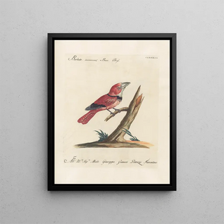 Saverio Manetti - Ornithologia methodice digesta Pl175.webp