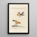 Ornithologia methodice digesta Pl176 - Saverio Manetti — framed artwork on a wall