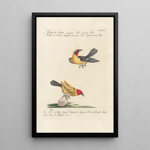 Ornithología metódicamente digerida Pl176 - Saverio Manetti — cuadro enmarcado en la pared
