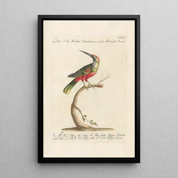 Ornithologia methodice digesta Pl177 - Saverio Manetti — cuadro enmarcado en la pared