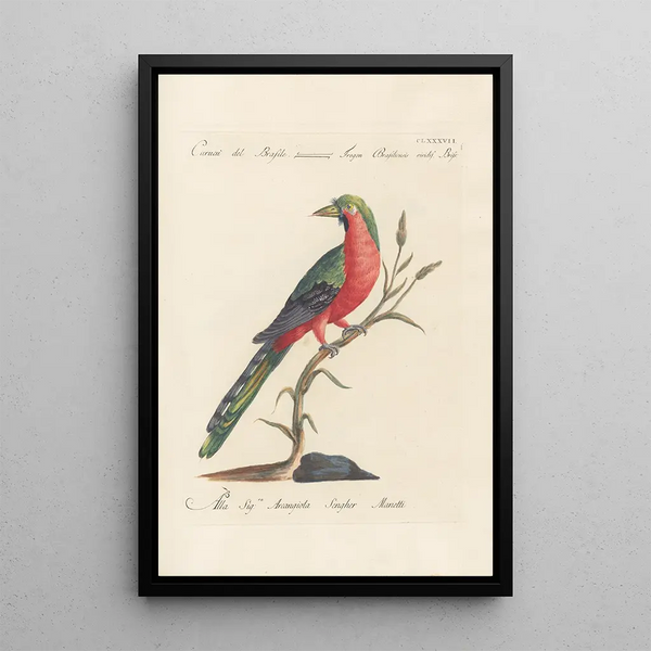 Ornithologia methodice digesta Pl178 - Saverio Manetti — cuadro enmarcado en la pared