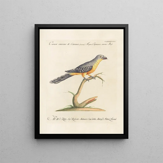 Saverio Manetti - Ornithologia methodice digesta Pl179.webp
