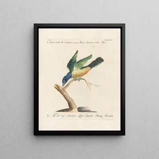 Saverio Manetti - Ornithologia methodice digesta Pl180.webp