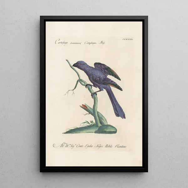 Ornithologia methodice digesta Pl181 - Saverio Manetti — cuadro enmarcado en la pared