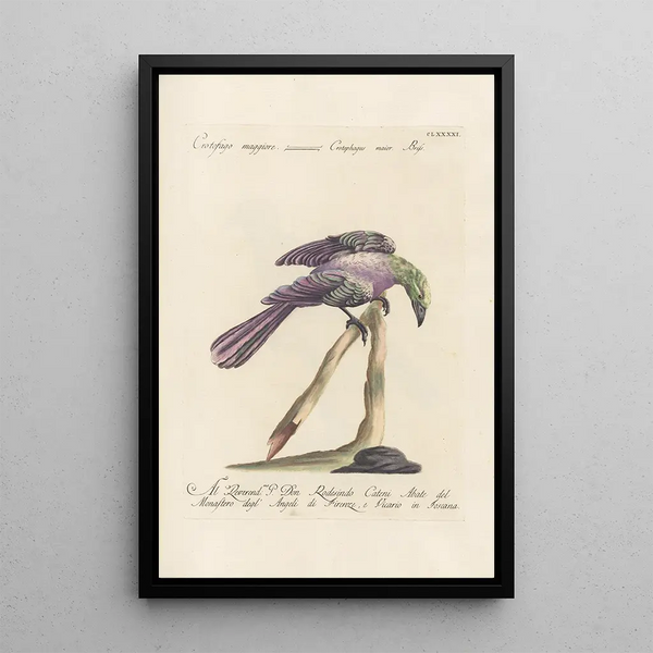 Ornithologia methodice digesta Pl182 - Saverio Manetti — cuadro enmarcado en la pared