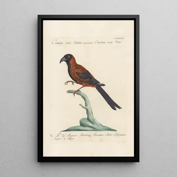 Ornithologia methodice digesta Pl183 - Saverio Manetti — cuadro enmarcado en la pared