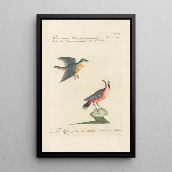 Ornithologia methodice digesta Pl184 - Saverio Manetti — cuadro enmarcado en la pared