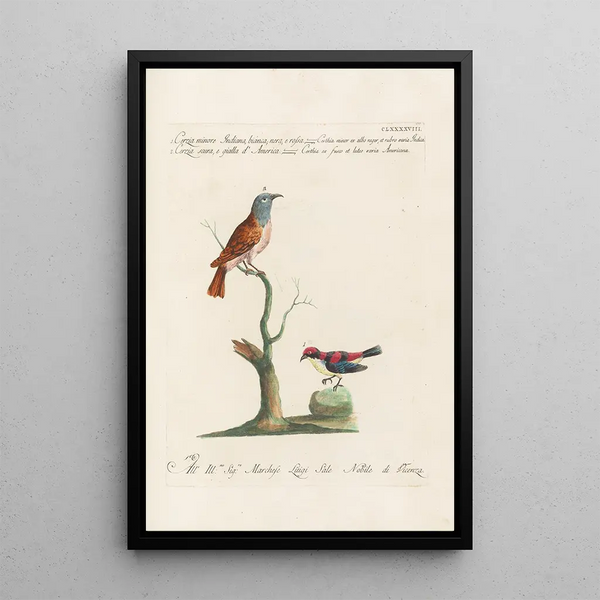 Ornithologia methodice digesta Pl185 - Saverio Manetti — cuadro enmarcado en la pared