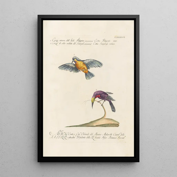 Ornithologia methodice digesta Pl186 - Saverio Manetti — cuadro enmarcado en la pared