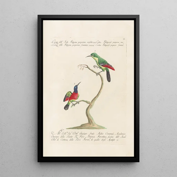 Ornithologia methodice digesta Pl187 - Saverio Manetti — cuadro enmarcado en la pared