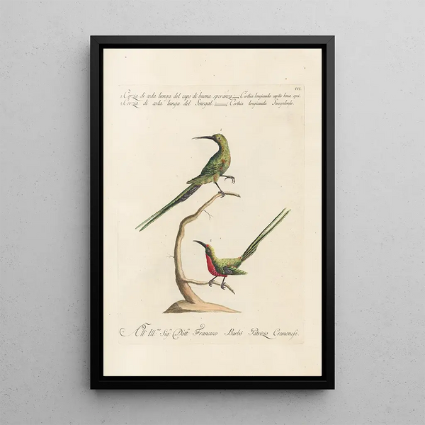 Ornithologia methodice digesta Pl188 - Saverio Manetti — cuadro enmarcado en la pared