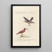 Ornithologia methodice digesta Pl189 - Saverio Manetti — framed artwork on a wall