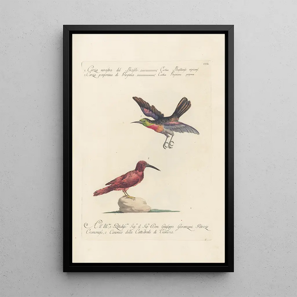 Ornithologia methodice digesta Pl189 - Saverio Manetti — cuadro enmarcado en la pared
