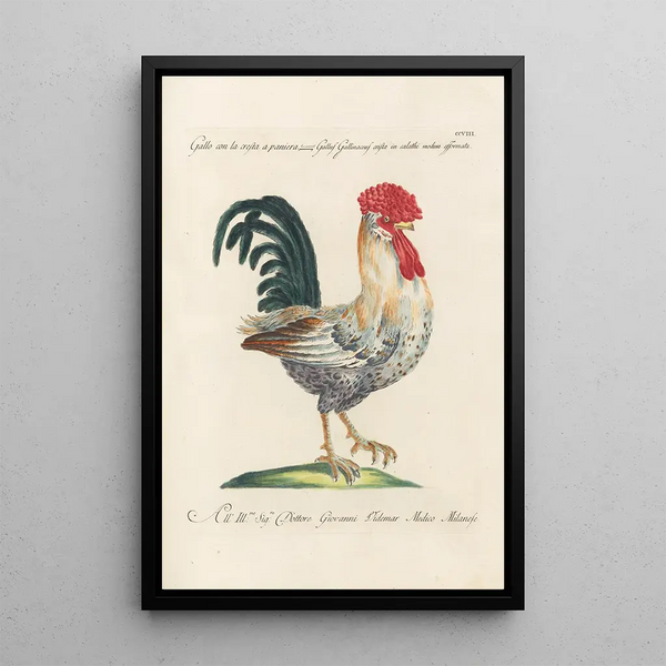Ornithologia methodice digesta Pl190 - Saverio Manetti — cuadro enmarcado en la pared
